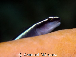 Goby, El Natural, Aguadilla, P.R. by Abimael Márquez 